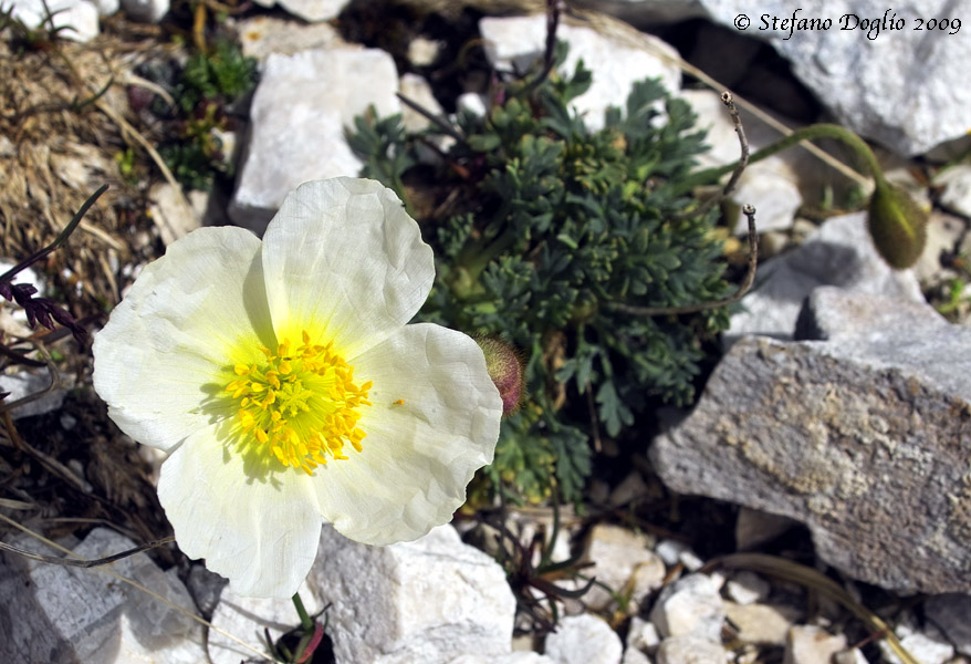 Papaver alpinum / Papavero alpino